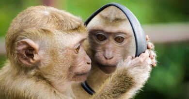 closeup photo of primate