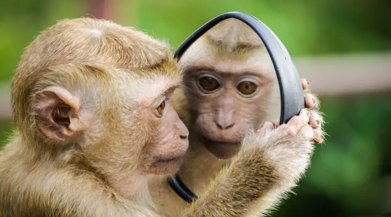 closeup photo of primate