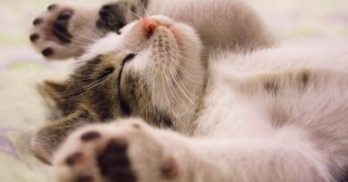 close up photo of cute sleeping cat
