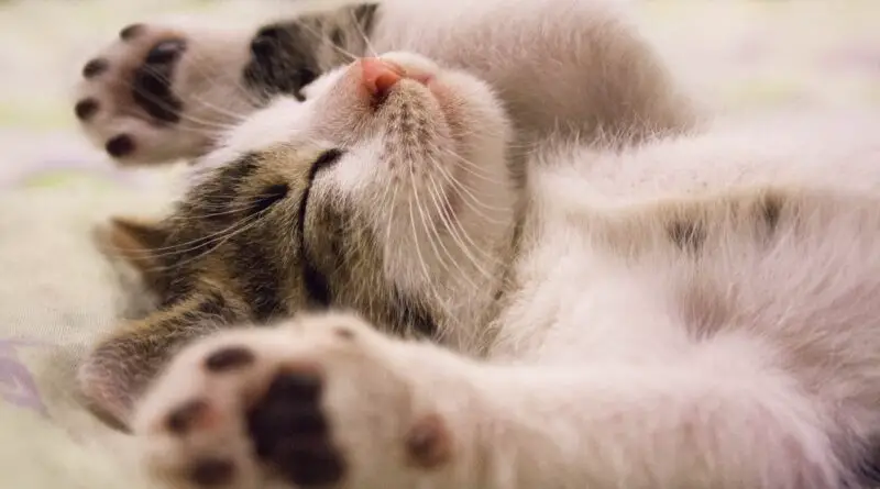 close up photo of cute sleeping cat
