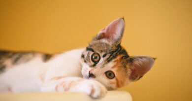 calico cat on focus photo
