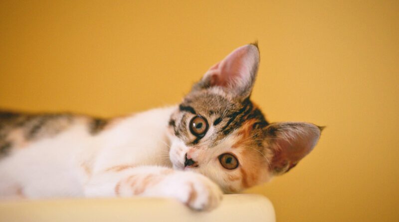 calico cat on focus photo